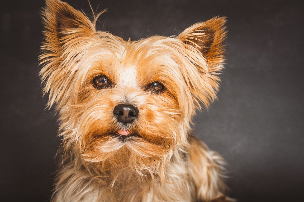 The Distinct Features of Australian Terriers